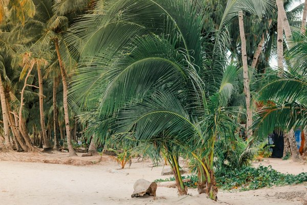 Quelle croisière offre des excursions pour découvrir les ruines de Carthage en Tunisie?